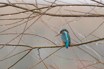 Obraz premium Female common kingfisher sitting on a branch, photographed on a rainy day in the Netherlands.
