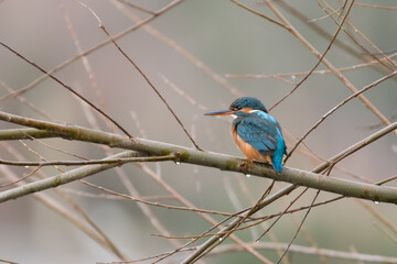 Female common kingfisher sitting on a branch, photographed on a rainy day in the Netherlands.