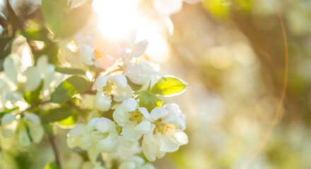 Apple blossom flowers at sunny evening, soft focus
