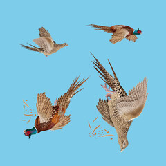  faisan, chasse, mâle, femelle, poulet, animal, coq, tiré, tué, nature, sauvage, ailes, cuisiner, en vol, ferme, poule, volaille, blanc, oiseau, faune, commun, gazon, bec, coloré, aviaire
