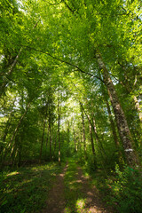 Chemin en sous-bois à Bohas, Ain, France