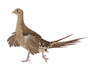  faisan, chasse,  femelle, poulet, animal, courir, nature, sauvage, ailes, cuisiner, en vol, parade, couple, poule, volaille, blanc, oiseau, faune, commun, gazon, bec, coloré, aviaire
