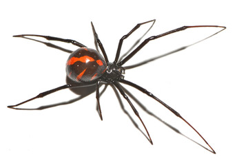 Closeup of the medically important black-widow spider Latrodectus occidentalis (former 