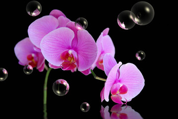 Orchid on Black Background Interior Wall Decoration Design