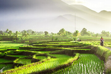 View of rice fields in the afternoon with farmers starting their activities in Bengkulu, Indonesia