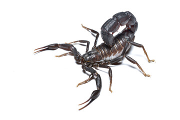 Closeup of the medically important black fattail scorpion Androctonus bourdoni (Scorpiones: Buthidae) from Morocco, photographed on white background.