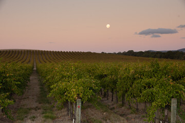 Fototapeta na wymiar Lyndoch vineyard at sunset
