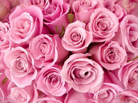 Pink Roses Background Interior Wall Decoration Design