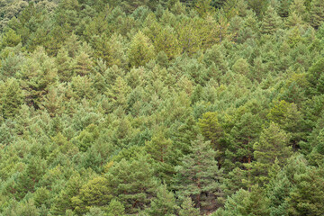 pine forest in Sierra Nevada