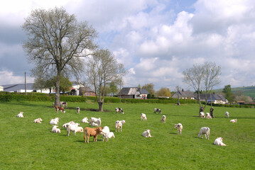 Troupeau de vaches et veaux charolais au paturage, veau sous la mère