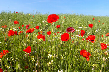 Coqueliquots en bord de route le long d'un champ de colza