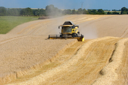 Moisson orge en juillet. Moissonneuse dans champ