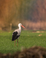 White stork standing in the meadow with the beautiful color of the rainbow as a background, photographed on a rainy day in the Netherlands. © Tim