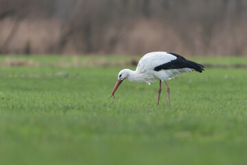 White stork in the pasture eating earthworms, photographed in the netherlands.