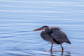 great blue heron