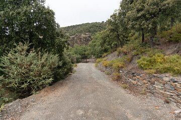 Fototapeta na wymiar dirt road in Sierra Nevada