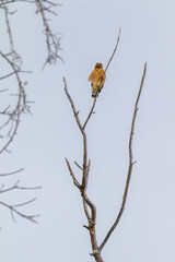 red shouldered hawk