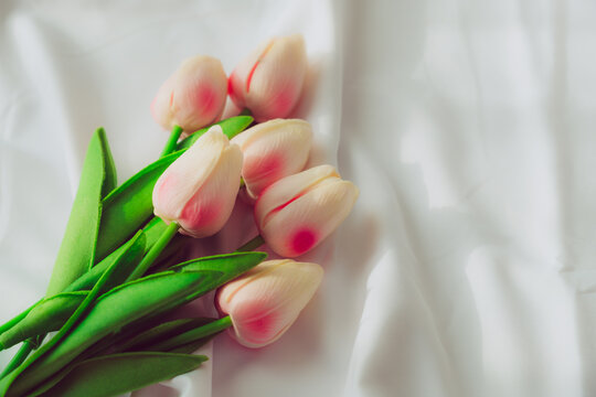 close up flower of pink Hybrid Tulips (Tulipa cultivar) background