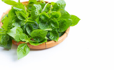 Basil leaves on white background.