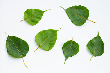 Green bodhi leaves on white