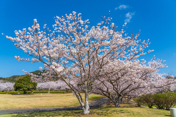 Fototapeta premium 桜