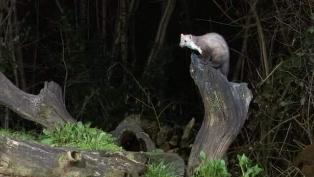 Beech marten (Martes foina) in search of food around a dead tree stump, at night.
