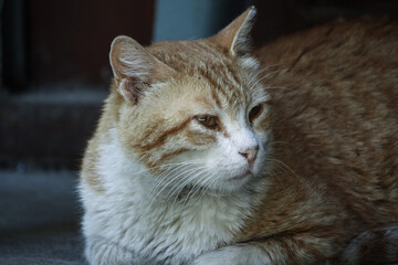Furry tabby cat resting in the street