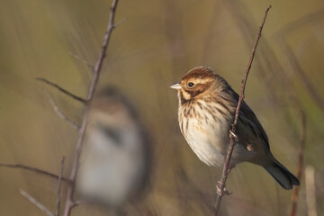Common Reed Bunting (Emberiza schoeniclus) in winter, Cornwall, UK.