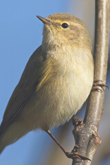Common Chiffchaff, (Phylloscopus collybita) Helston Sewage Works, Helston, Cornwall, England, UK.