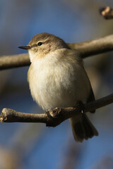 Siberian Chiffchaff, (Phylloscopus collybita tristis) Helston Sewage Works, Helston, Cornwall, England, UK.