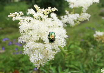 A green beetle sits on a white meadow flower.