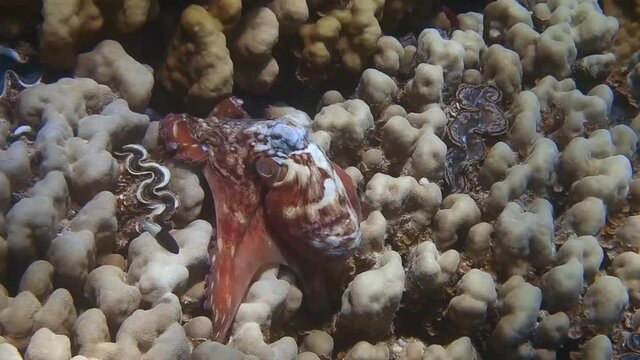 wonderful big red octopus is running over corals in the sea