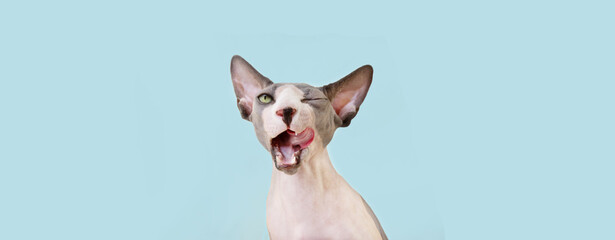 Funny hungry sphynx cat licking its lips. Isolated on blue pastel backgorund.