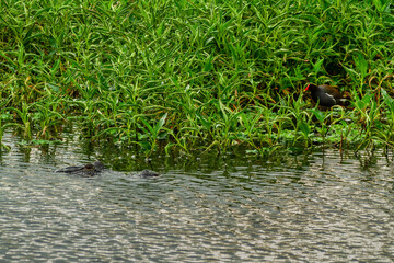Alligator vs Common Gallinule
Shot at Circle-B-Bar Reserve near Lakeland, Florida.  