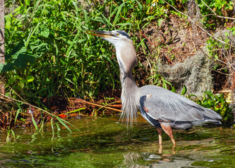 Great Blue Heron feeding on a large fish.  Notice the fish's bulge in the bird's throat. Photographed on the shore of Lake Hancock at Circle-B-Bar Reserve near Lakeland, Florida.