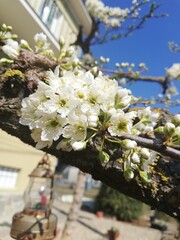 Plum blossom