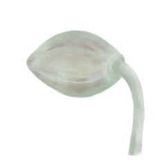 Poppy flower bud closed digital watercolor