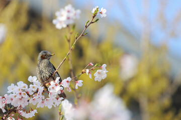 ヒヨドリと桜
