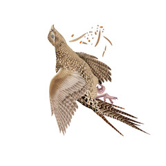 faisan, chasse, femelle, tué, chassé, animal, poule, nature, sauvage, ailes, cuisiner, isolé, ferme, poule, volaille, blanc, oiseau, faune, commun, gazon, bec, coloré, aviaire