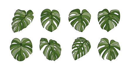 Monstera Deliciosa plant leaf line art  isolated on background