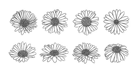 Obraz premium Collection of daisy flower with ink style vector 