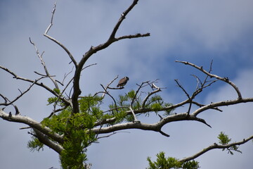 Falcon in tree