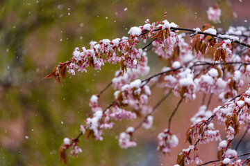 Cherry blossoms and falling snow