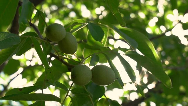 Closeup view 4k stock video footage of several big beautiful fresh green raw nuts growing on branches of trees isolated on sunny sky background