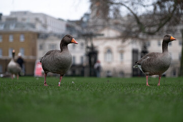 View of multiple grey goose walking through a green grass field in the center of London city on a cold winter day. Outlines of old buildings blurred in the background
