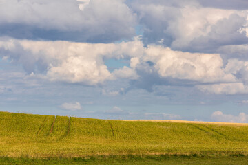 Landscape with the field and cloudy sky