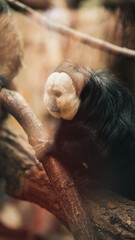 smutna małpa w klatce w zoo na gałęzi patrzy w bok - obrazy, fototapety, plakaty