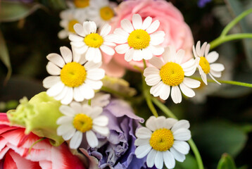 background of spring flowers, chamomile, tulips, close-up