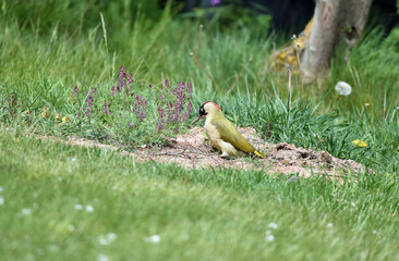 Grünspecht sucht Ameisen