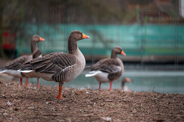 Side view of multiple brown and orange geese standing together looking into the distance in a park in the center of London city. Cold winter day in UKs national covid lockdown